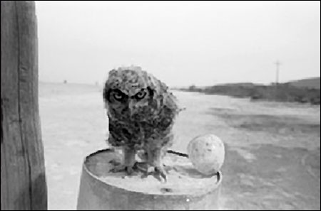 Baby Owl